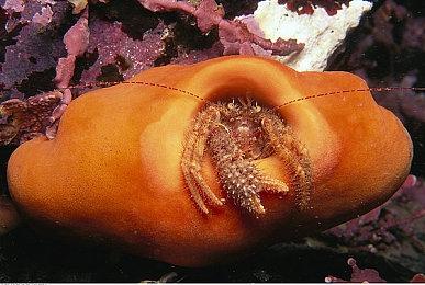 《最终幻想14》画面升级后 著名低模葡萄毫发无损